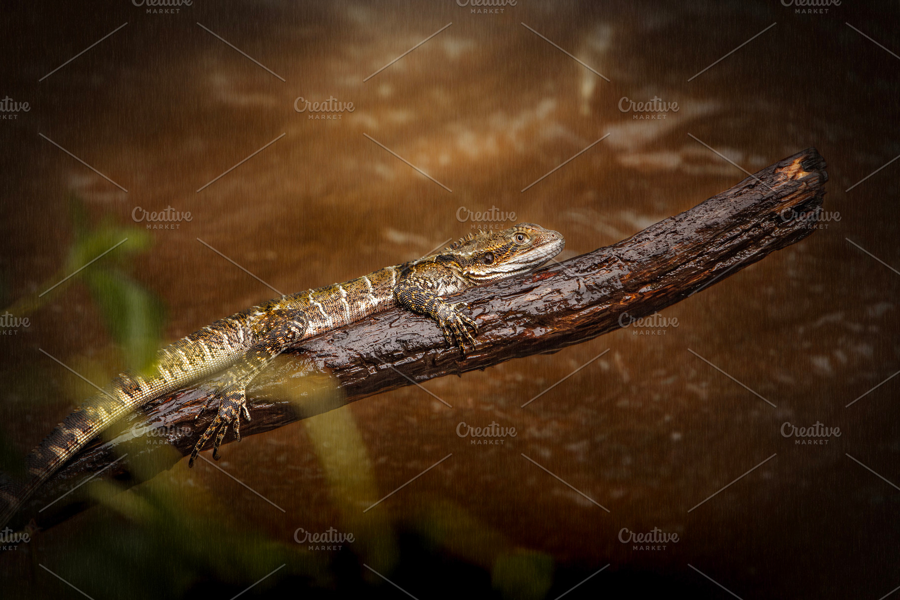 Wet Eastern Water Dragon, an Animal Photo by Rob D Animal Photography