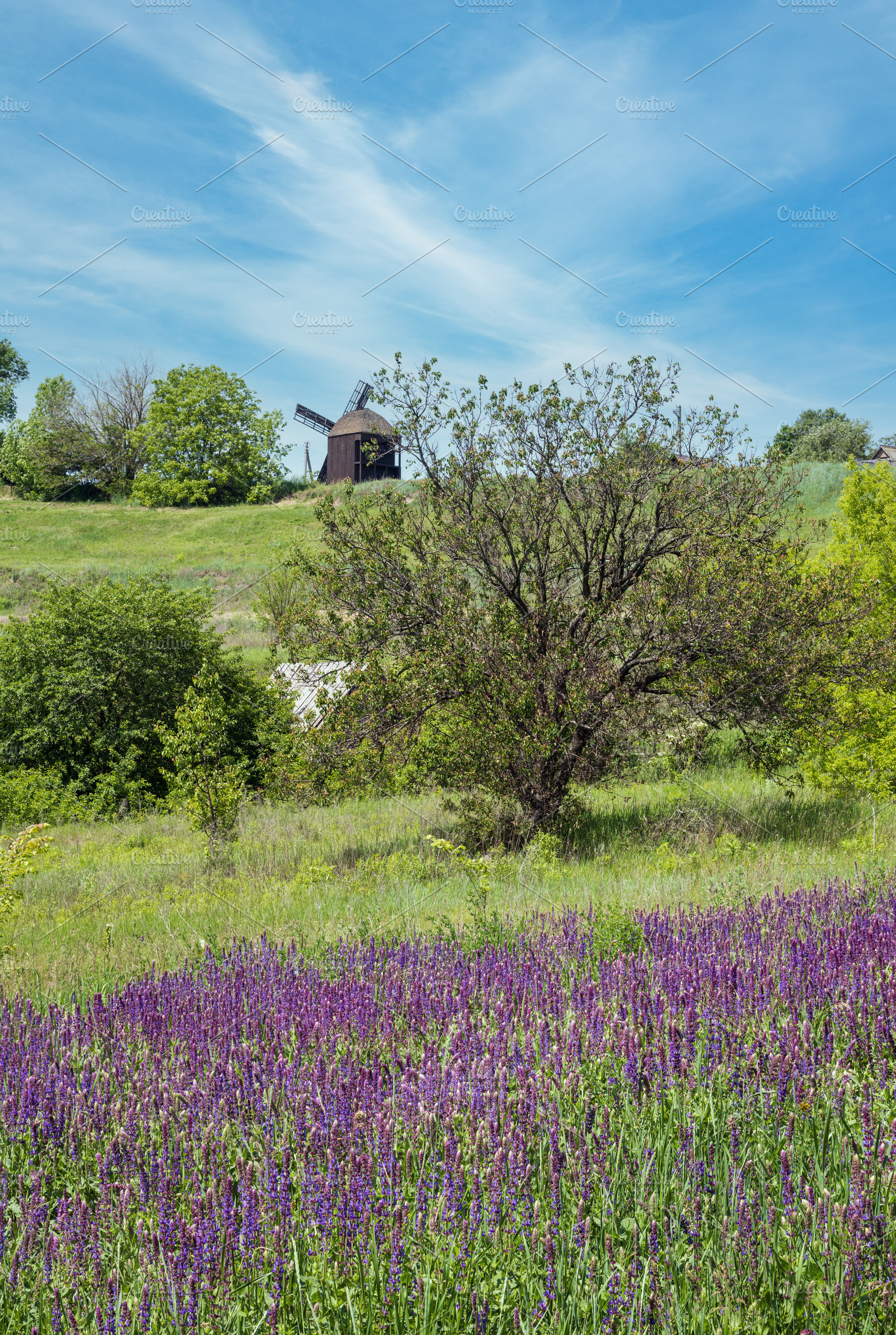 Summer blossoming wild purple Salvia  flowers (known as meadow c, a Nature Photo by YuriyB