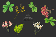 Vintage flowers and leaves, a Decorative Illustration by AS Studio (Thumbnail 3 of 4)