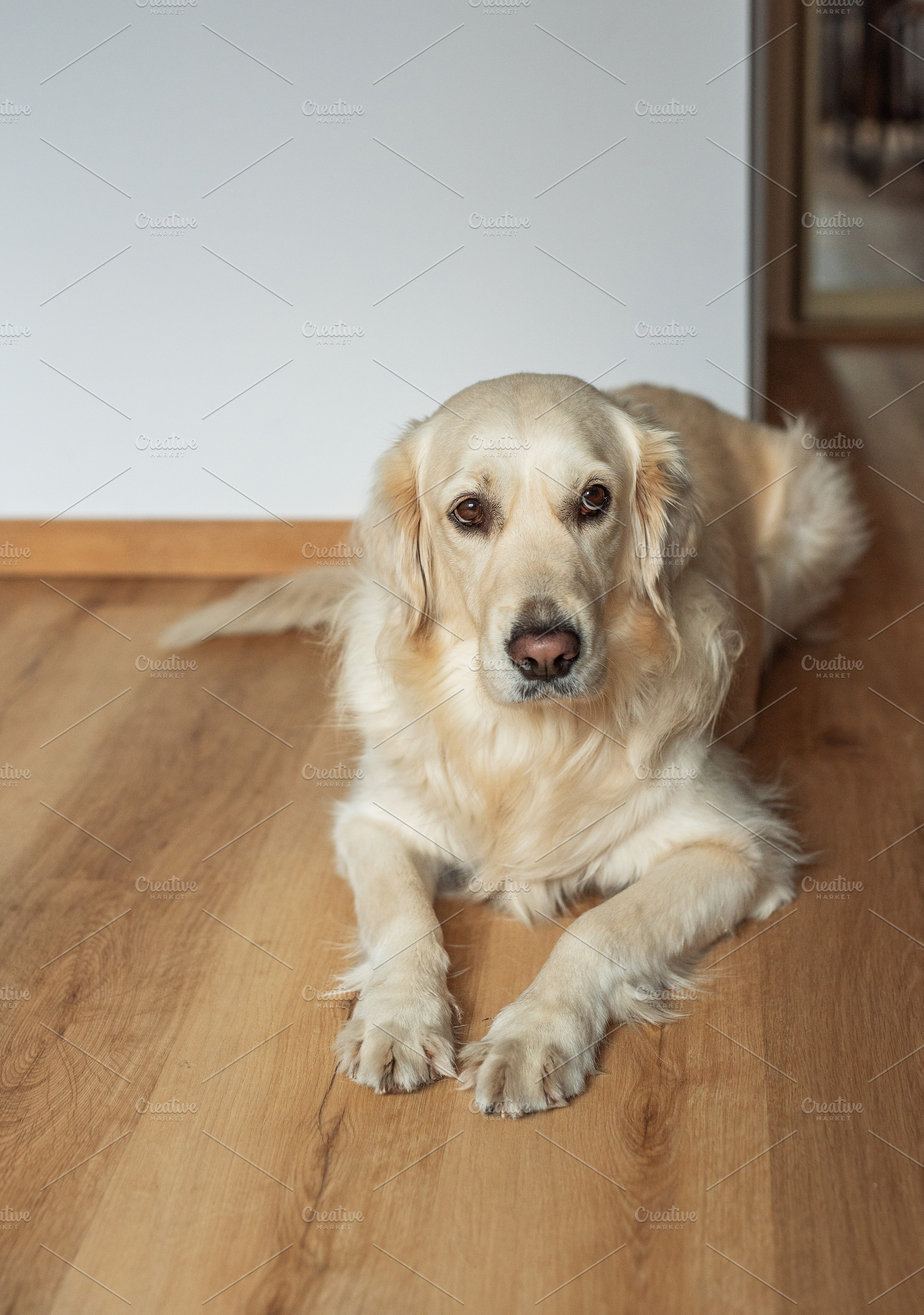 Golden retriever dog resting on wooden floor inside home, an Animal Photo by Olena Rudo