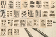 80+ Jacob Klein, Bird Genealogy, an Animal Illustration by Digital Museum (Thumbnail 10 of 10)