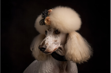 Poodle dog white hair on black, an Animal Photo by Ylivdesign