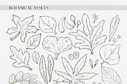 Autumn botanical hand-drawn graphics, a Decorative Illustration by CapriceMeDesigns (Thumbnail 3 of 11)