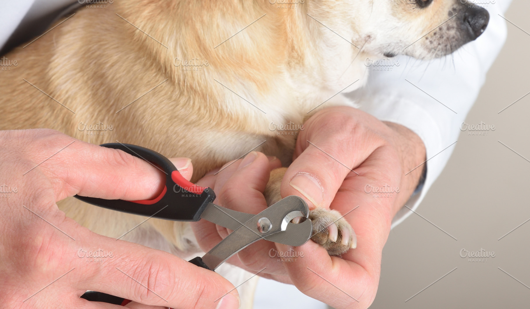 Close-up of Chihuahua nail trimming procedure, an Animal Photo by Davizro's Market