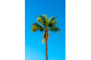 Palm tree and sky, tropical travel, a Nature Photo by Nature and travel