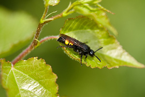 Black Wasp with Yellow Markings on Fresh Green Leaf., a Nature Photo by Rohan Photography