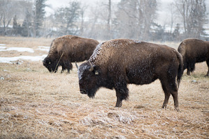 Bison in the spring snow
