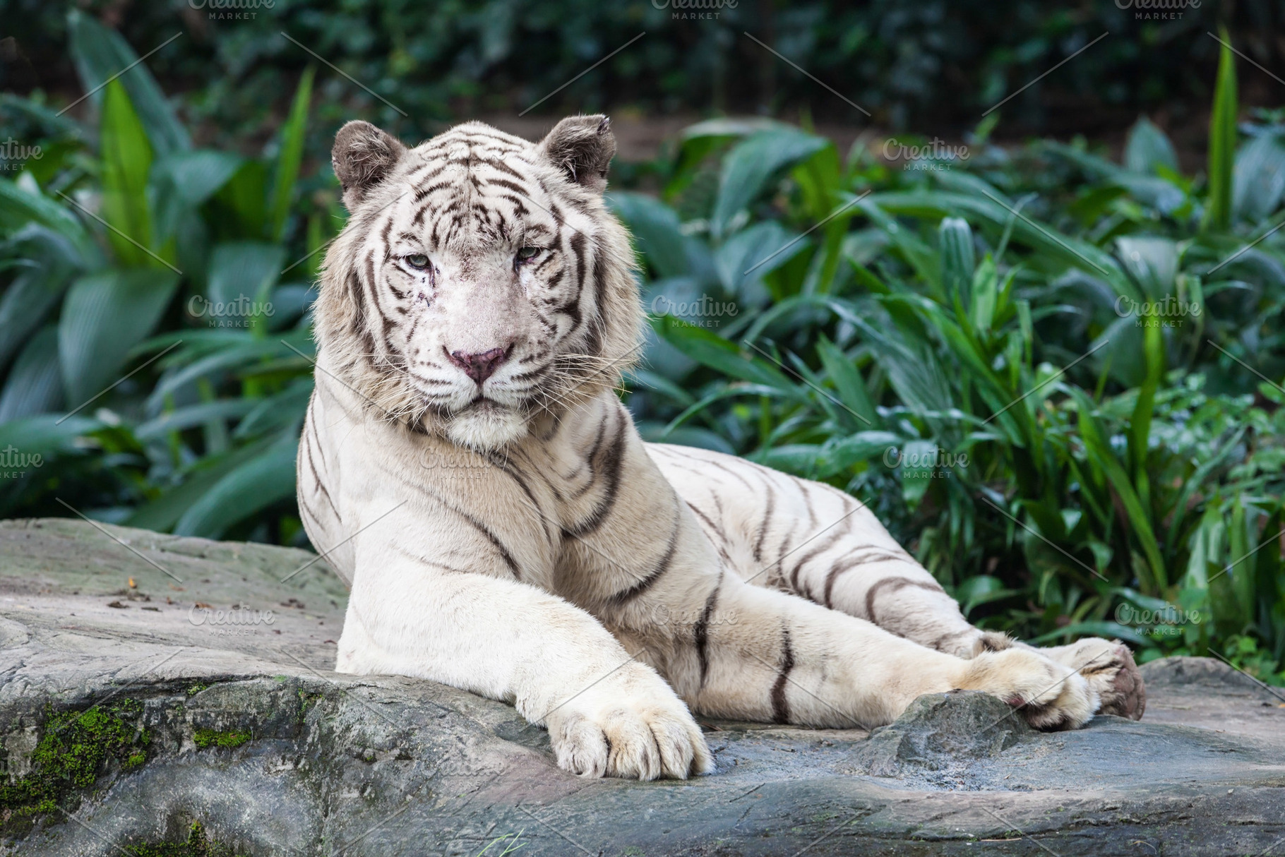 The white tiger, a Photo by saiko3p