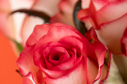 fresh bouquet of roses with red rose petals, a Photo by MyPhotos