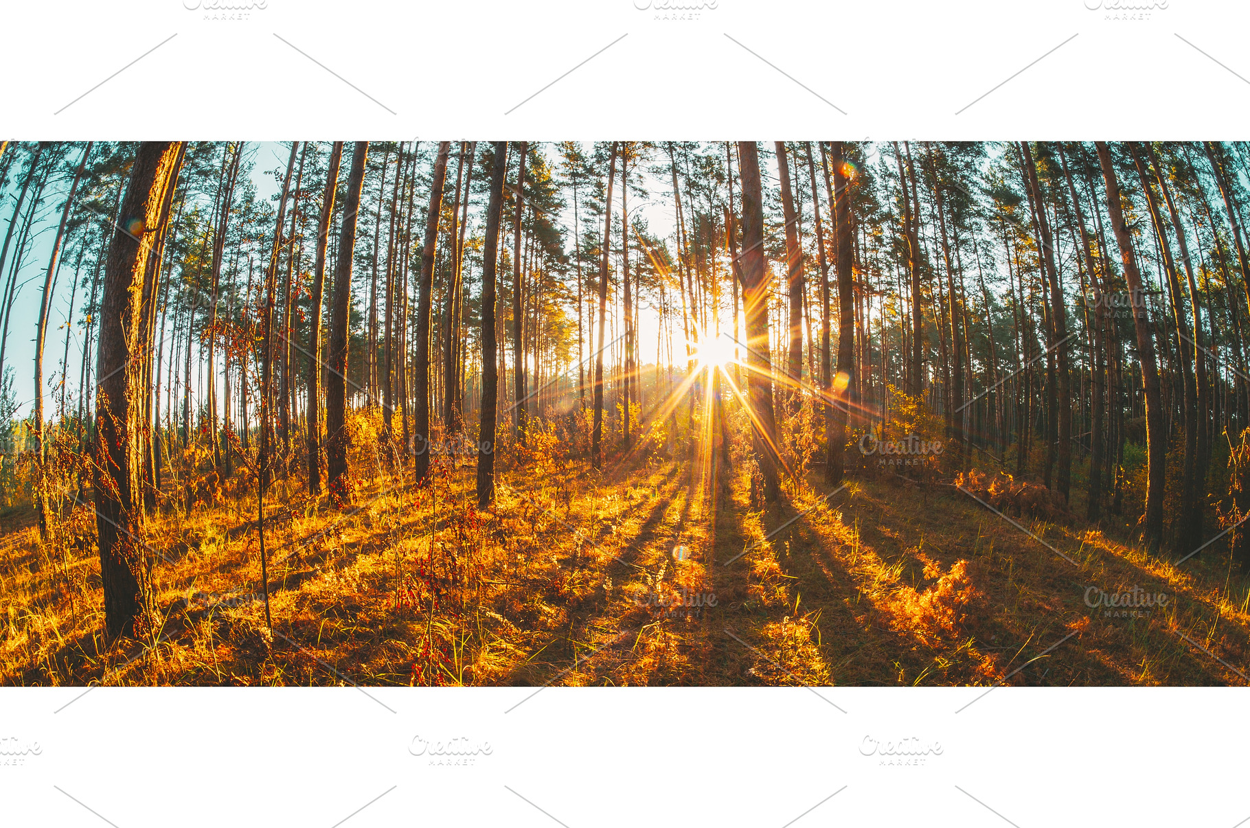 Sunset Through Pine Forest with, a Nature Photo by Our Amazing World