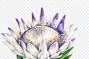 South African Flowers, a Decorative Illustration by Karliefie (Thumbnail 3 of 5)