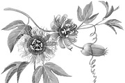 Passion Flower Pencil Illustration, an Illustration by Anna Repp Illustration (Thumbnail 6 of 7)