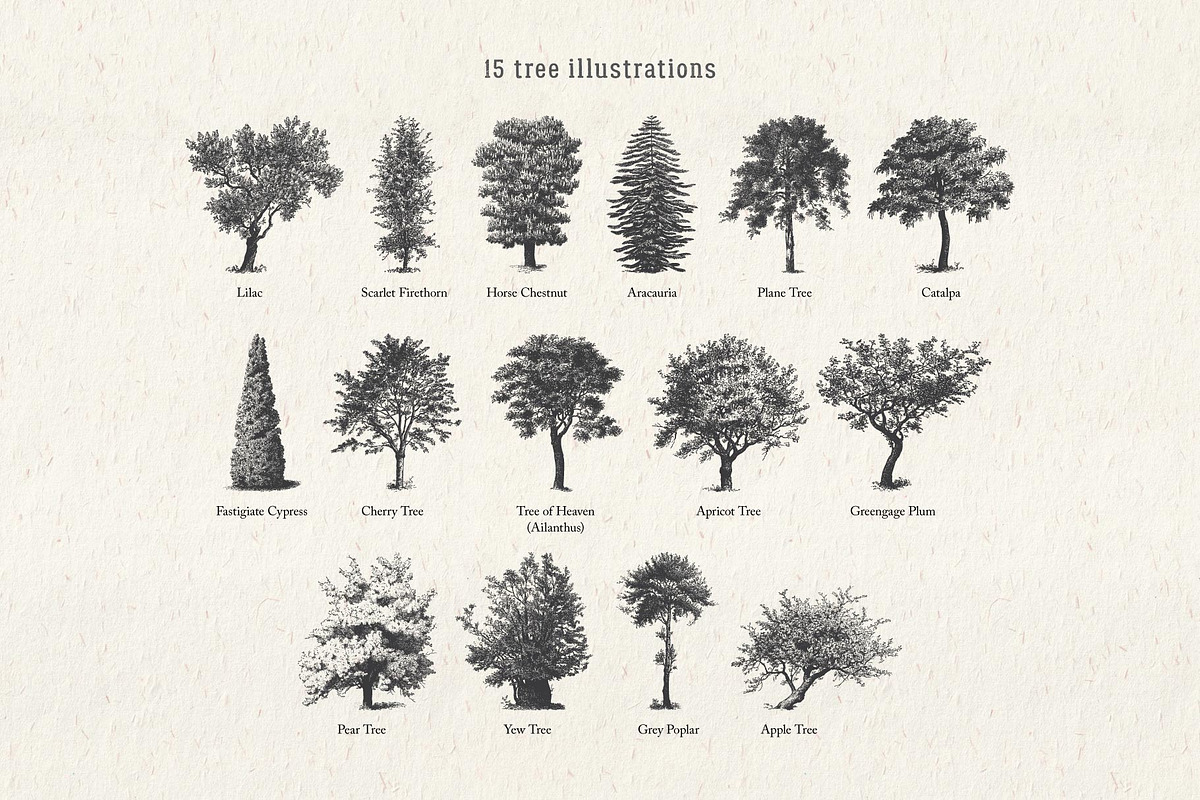 Vintage Tree Vector Bundle Vol. 3, an Object Illustration by Seaquint (Photo 2 of 5)
