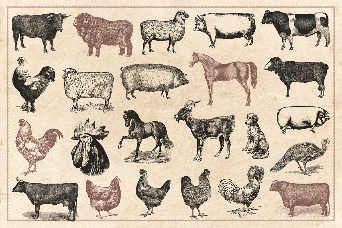 100 Vintage Farm Animals (Vector), an Animal Illustration by Brigantine Designs (Photo 5 of 7)