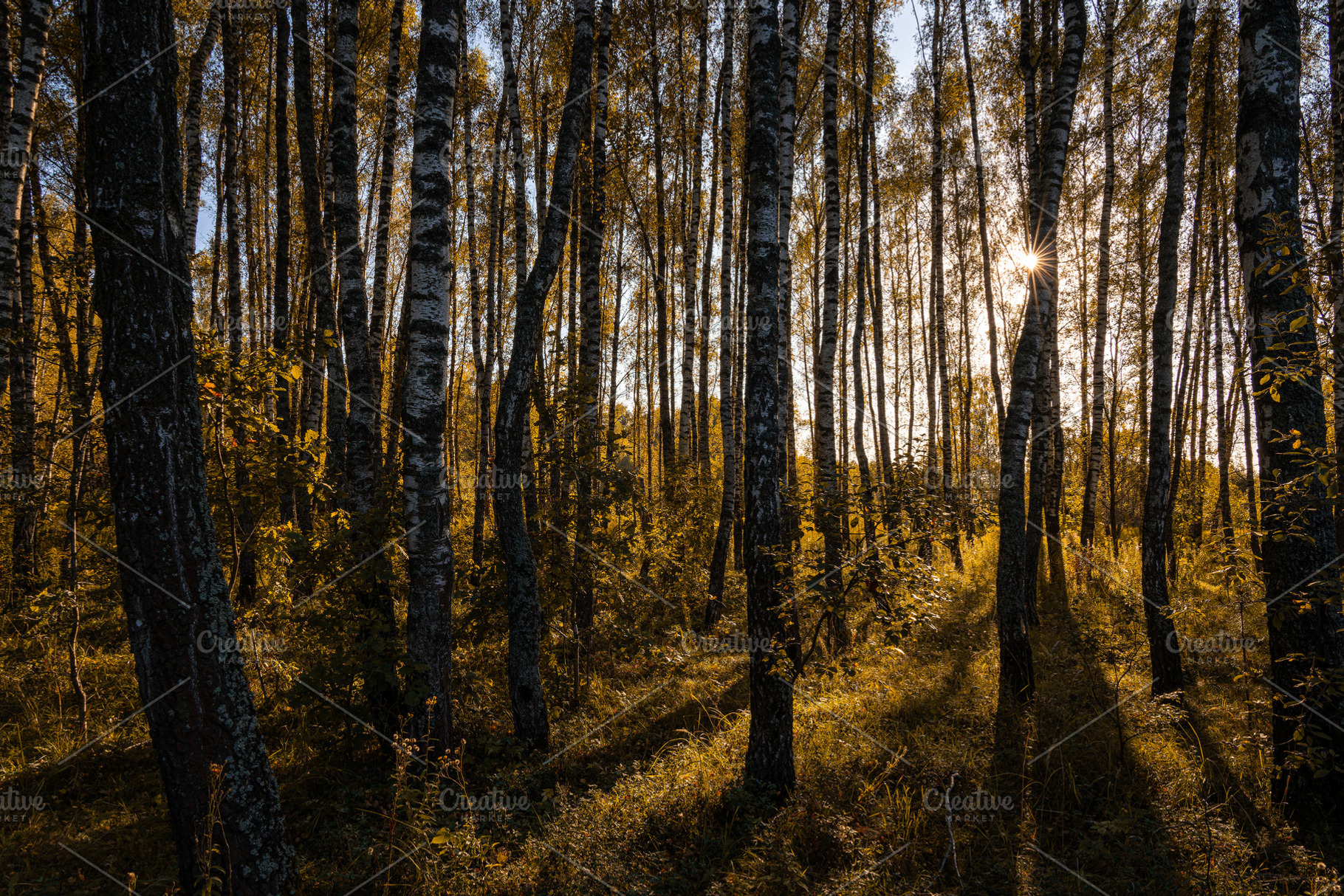 Sun setting through birch tree forest. Golden light illuminating autumn landsca, a Nature Photo by Eugene_Photo