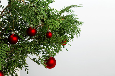 Thuja branches and hanging Christmas ornaments creating a festive display, a Photo by matucha