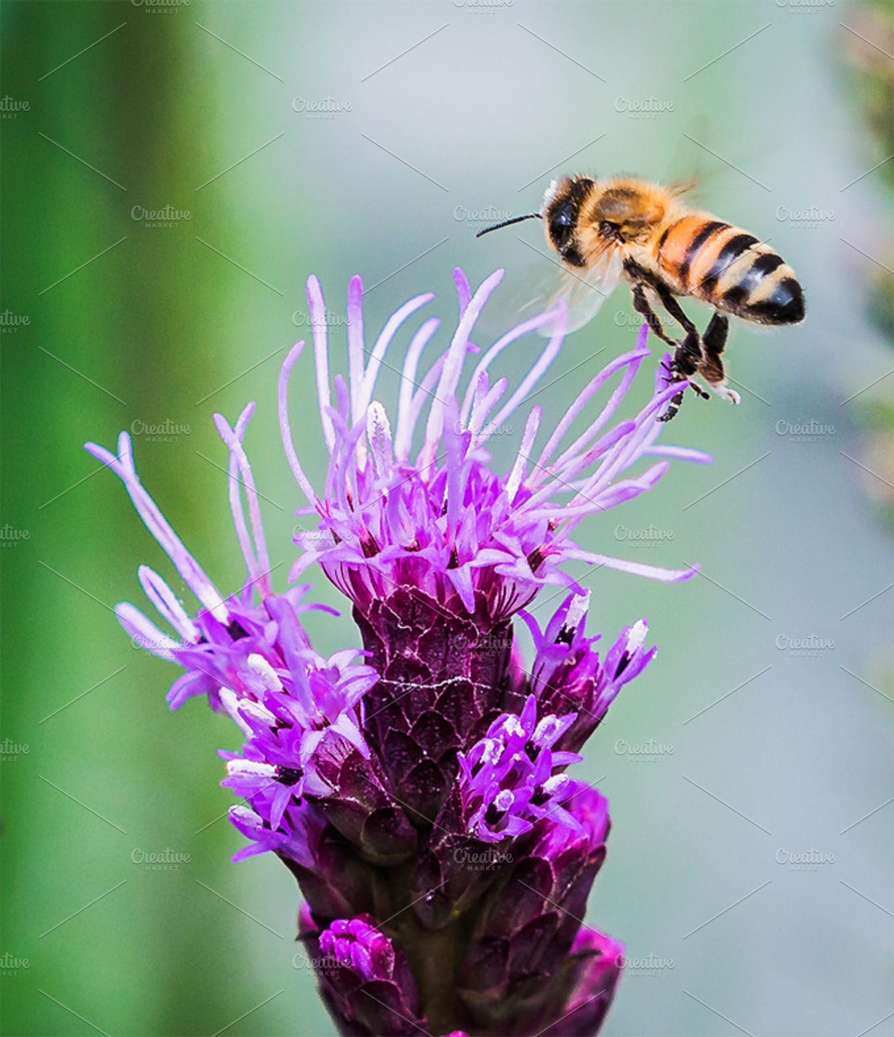 Bee Fly By