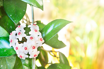 White flowers on green house plant