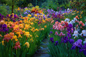 Vibrant flowers bloom in a garden, a Photo by Pavel_design