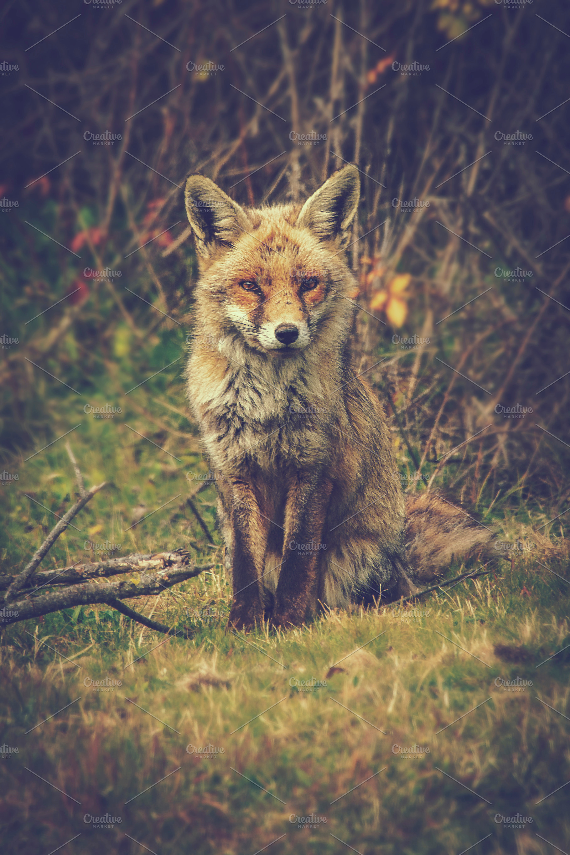 Vulpes vulpes fox, a Nature Photo by Nat