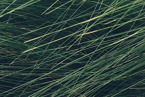 Grass stock picture