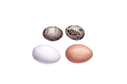Watercolor organic food, a Food Illustration by Katya Zlobina (Thumbnail 8 of 9)