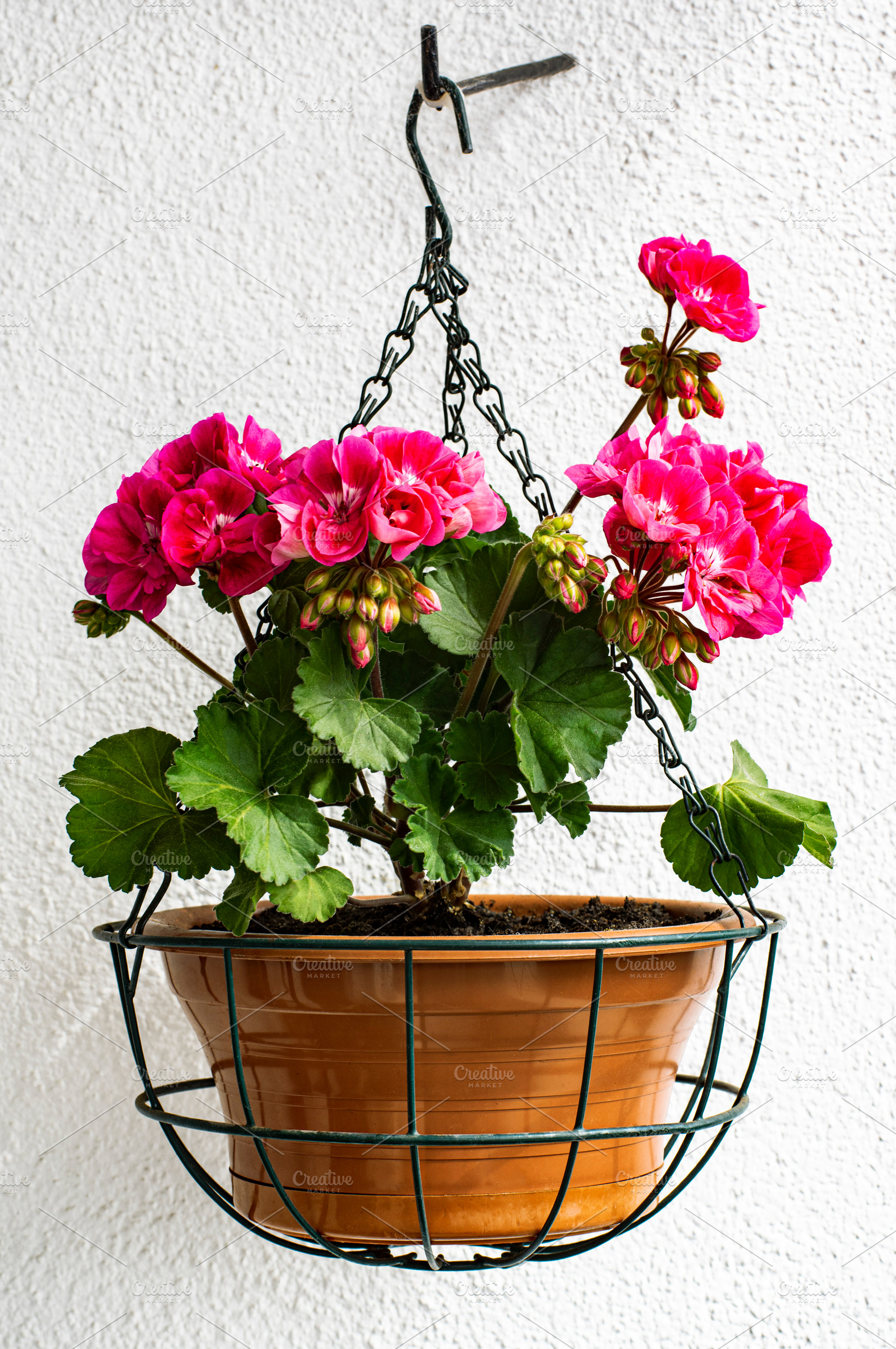 Geranium in Hanging Flower Pot, a Nature Photo by zhekos