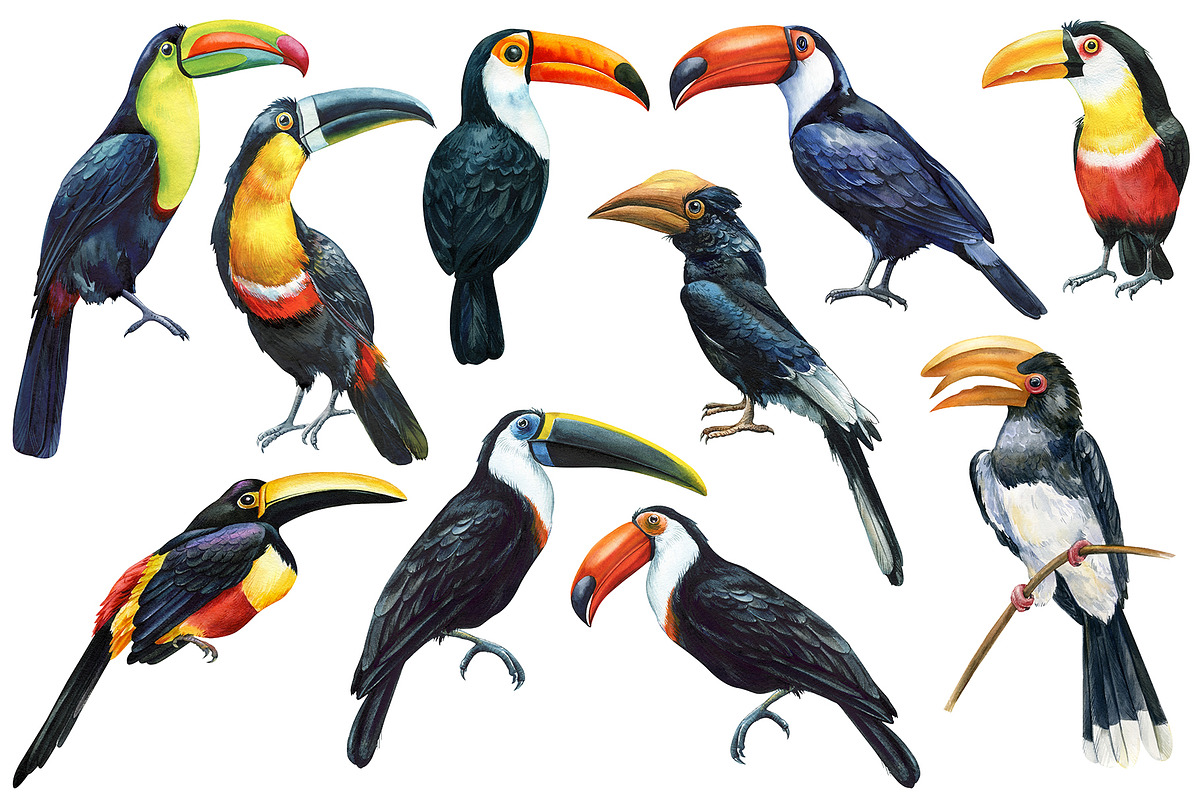 Tropical birds watercolor clipart, an Animal Illustration by Hanna Hryharenka (Photo 11 of 12)