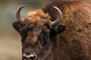 Portrait of a European Bison with a, an Animal Photo by Perpis