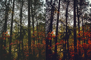 Fall - Autmun Photoshop Actions, an Action Add-On by Bato (Thumbnail 10 of 10)
