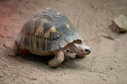 Tortoise Taking a Stroll