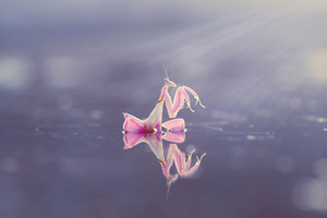 Orchid mantis insect macro containing orchid mantis, insect, and macro
