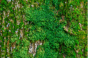 Old stone wall in rainy season with, a Nature Photo by Lukas Jonaitis SHOP