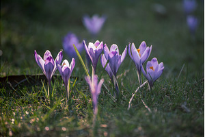 Spring crocus flowers in the green