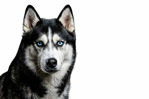 Siberian Husky Portrait PNG, an Animal Photo by VetalStock