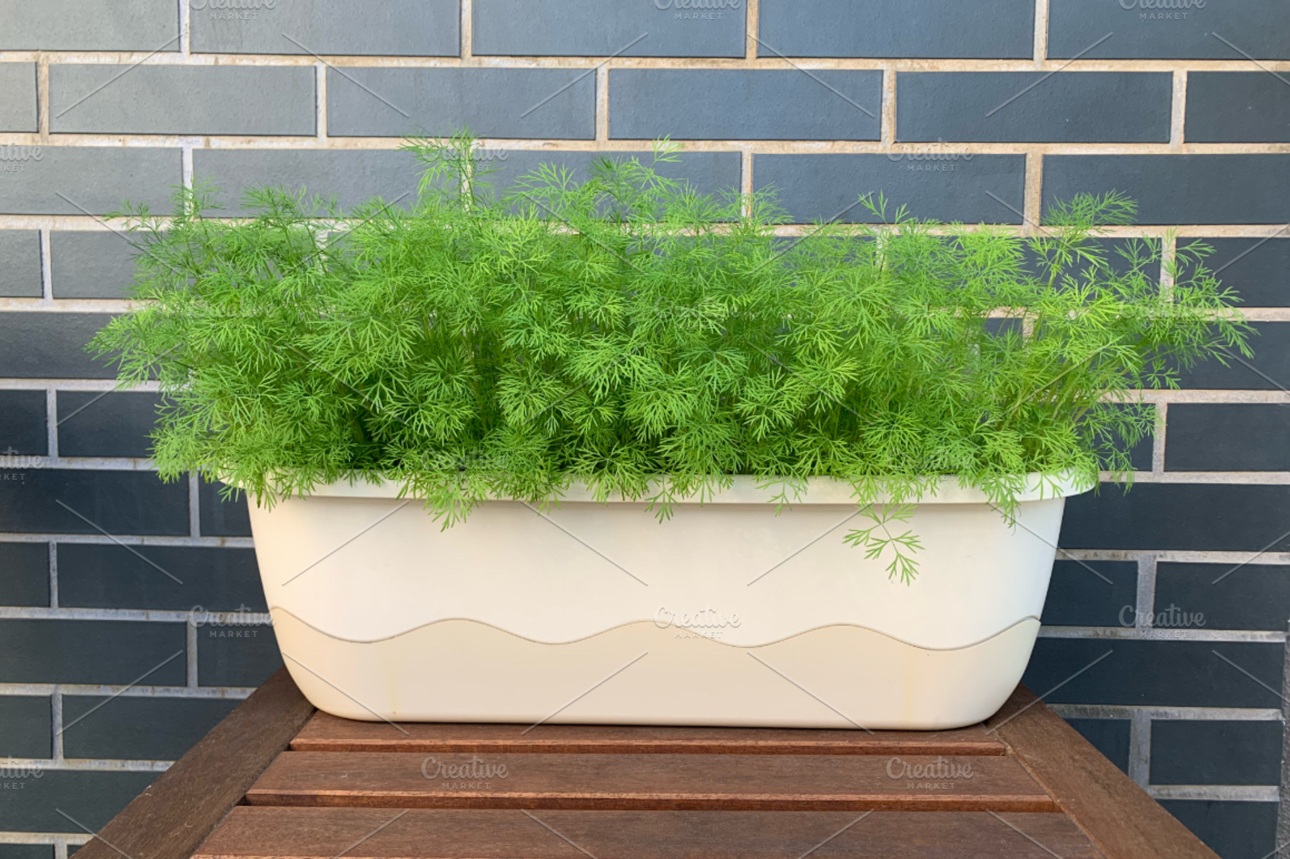 Dill in a pot on the balcony, a Photo by IrinaCzaran
