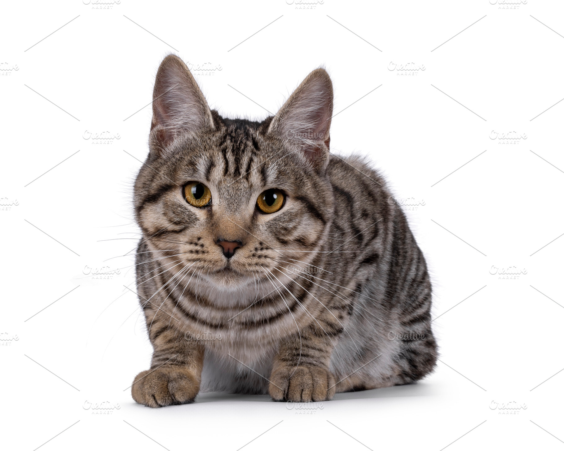 Kurilian Bobtail cat on white, an Animal Photo by Cat'chy Images by Nynke