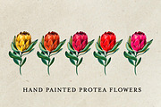 Watercolor King Protea, a Decorative Illustration by Karliefie (Thumbnail 2 of 5)