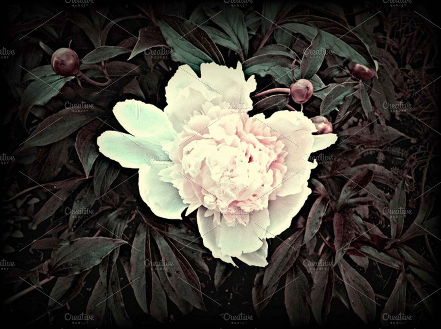 Vintage Peony Flower Blooms