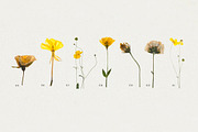 BUNDLE - Dry Flowers & Leaves, an Object Graphic by Sparrow & Snow (Thumbnail 8 of 28)