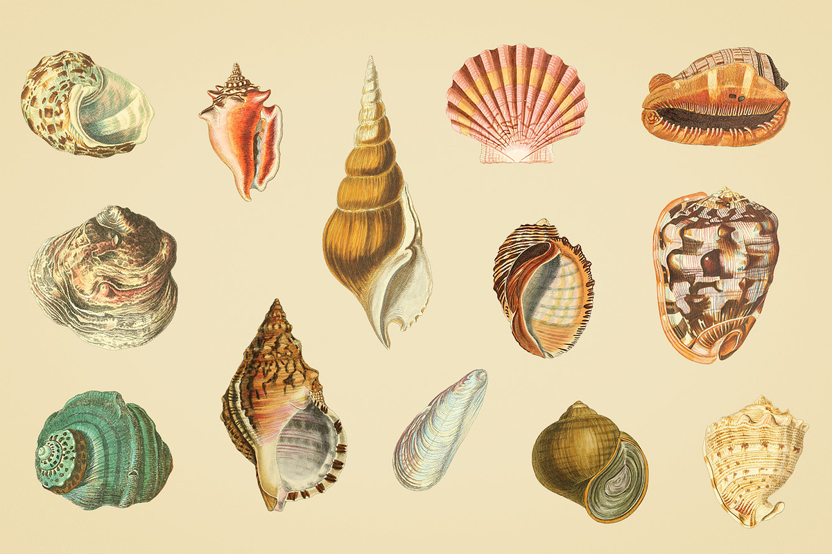 Shells - Vintage Color Illustrations, an Illustration by Graphic Goods