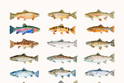 Watercolor Trout Fish Clipart, a Decorative Illustration by OKArtHub (Thumbnail 4 of 8)