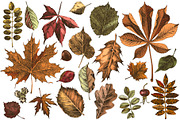 Hand drawn botanical bundle, an Illustration by handsketched (Thumbnail 9 of 24)