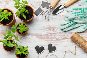 Gardener preparing seedlings and tools for spring planting on ru, a Nature Photo by Olena Rudo