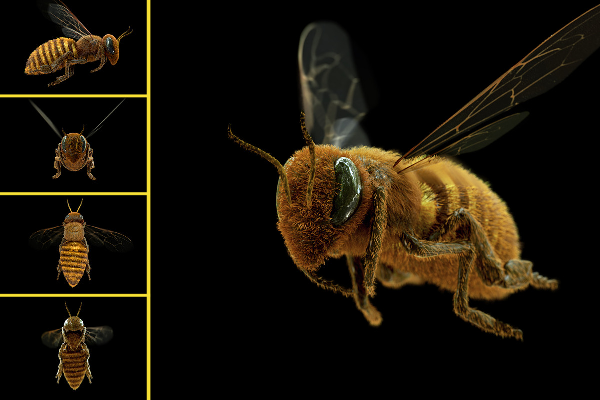 Honey Bee, an Object Graphic by HappyWhale