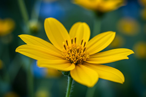 Close-up of a bright yellow flower w, a Nature Photo by professorinc