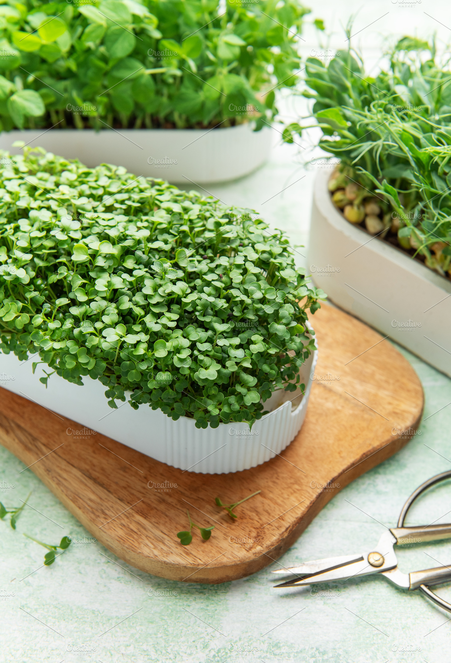 Growing fresh microgreens for healthy organic food and nutrition, a Photo by Olena Rudo