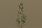 The Scots Pine Tree, a Plants & Tree 3D Model by FuturePastCreatives (Thumbnail 3 of 8)