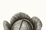 20 Botanical Vegetables Vintage Ink, a Food Illustration by Virgo Studio (Thumbnail 8 of 8)