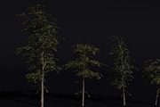 The Red Cherry Tree, a Plants & Tree 3D Model by FuturePastCreatives (Thumbnail 1 of 7)